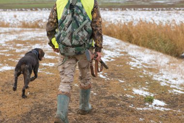 Bir Alman drathaar ve İspanyol, güvercin ile yansıtıcı yelek köpeklerde avcılık avcı