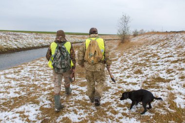 Alman drathaar ve spaniel ile Huntes, yansıtıcı yelek köpeklerle güvercin avı