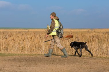 Bir Alman drathaar ve İspanyol, güvercin ile yansıtıcı yelek köpeklerde avcılık avcı