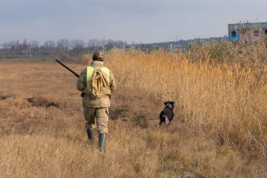 Alman bir drathaar ve spanyel ile avcılar, yansıtıcı yelek giymiş köpeklerle güvercin avlıyorlar.