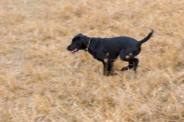 Alman avcılık watchdog drahthaar, yaz aylarında güzel köpek portre