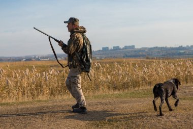 Bir Alman drathaar ve İspanyol, güvercin ile yansıtıcı yelek köpeklerde avcılık avcı