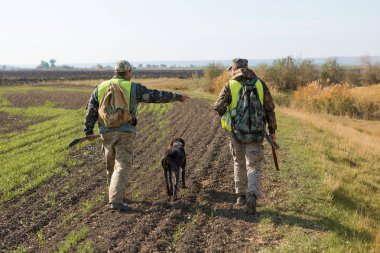 Alman drathaar ve spaniel ile Huntes, yansıtıcı yelek köpeklerle güvercin avı