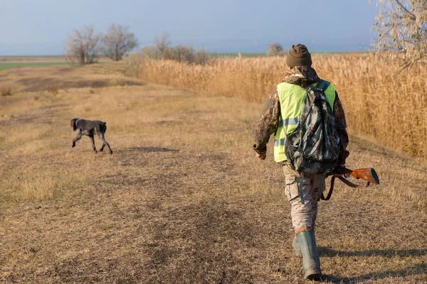 Chasseur Avec Drathaar Allemand Épagneul Chasse Pigeon Avec Chiens Gilets — Photo