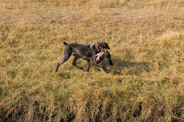 Niemiecki Polowania Watchdog Drahthaar Piękny Pies Portret Lecie — Zdjęcie stockowe