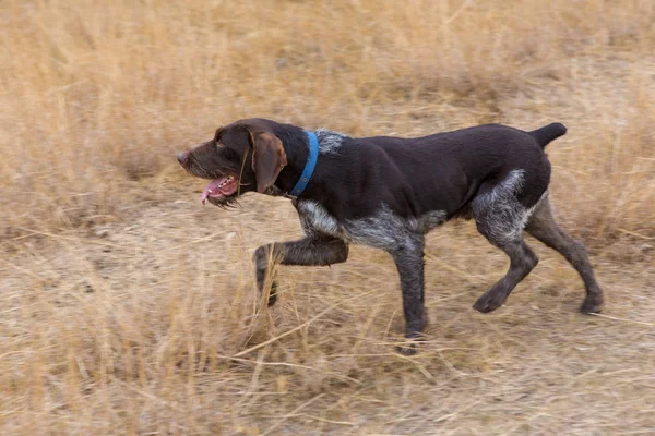 Tysk Jakt Vakthund Drahthaar Vacker Hund Porträtt Sommar — Stockfoto