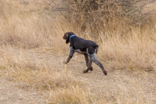 ドイツ狩猟監視 Drahthaar 夏に美しい犬の肖像画 — ストック写真