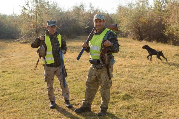 Охота Немецким Дратааром Спаниелем Охота Голубей Собаками Отражающих Жилетах — стоковое фото