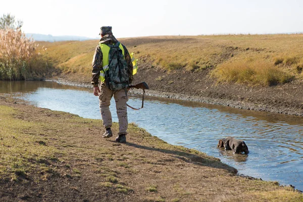 Jäger Mit Deutschem Drathaar Und Spaniel Taubenjagd Mit Hunden Reflektierenden — Stockfoto