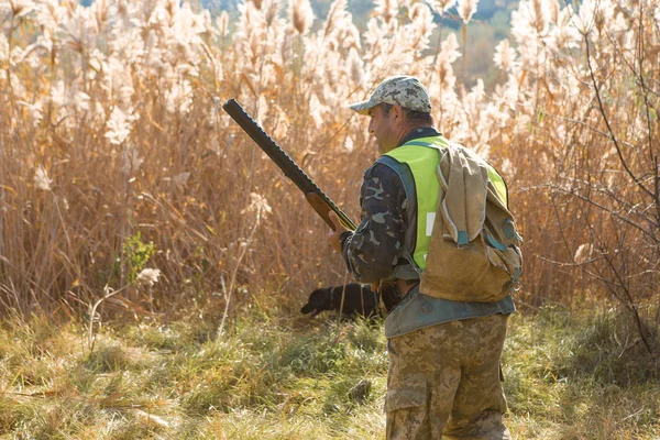 Hunter Med Tysk Drathaar Spaniel Duejagt Med Hunde Reflekterende Veste - Stock-foto