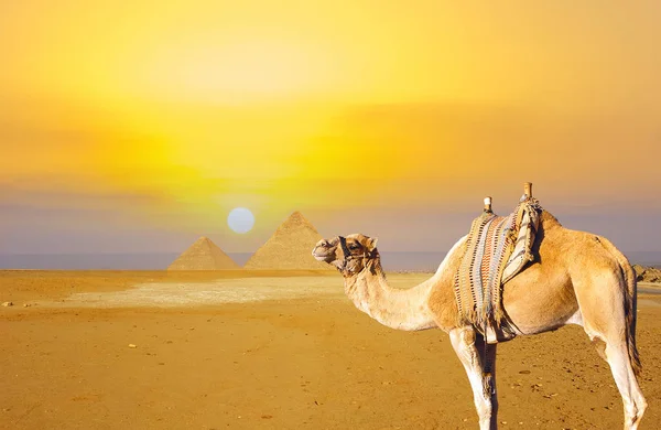Верблюд Пустыне Марокко — стоковое фото