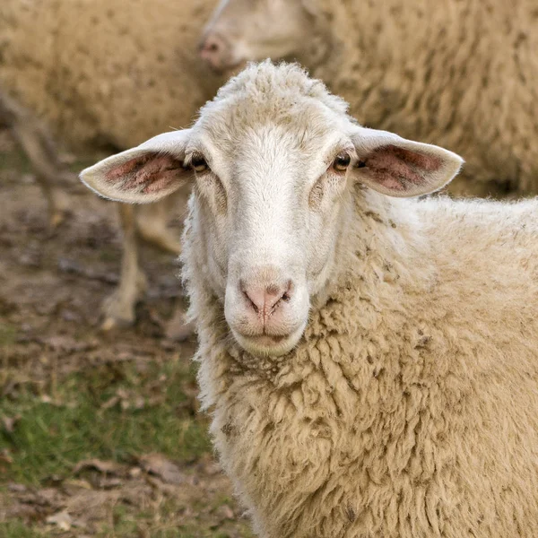 Moutons Dans Ferme — Photo