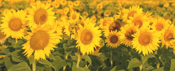 Golden Summer Sunflower Sun — Stock Photo, Image