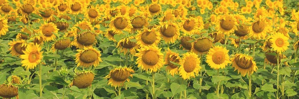 Golden Summer Sunflower Sun — Stock Photo, Image