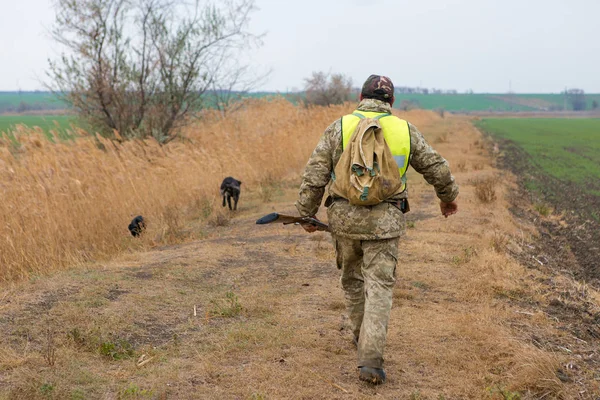 Cazador Con Drathaar Alemán Spaniel Caza Palomas Con Perros Chalecos — Foto de Stock