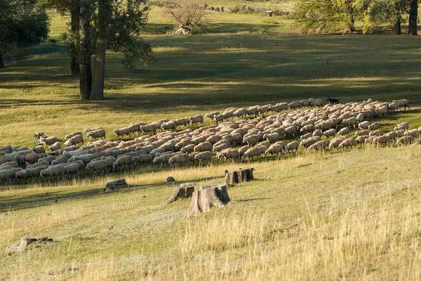 Herd Sheep Grazing Pasture Countryside —  Fotos de Stock