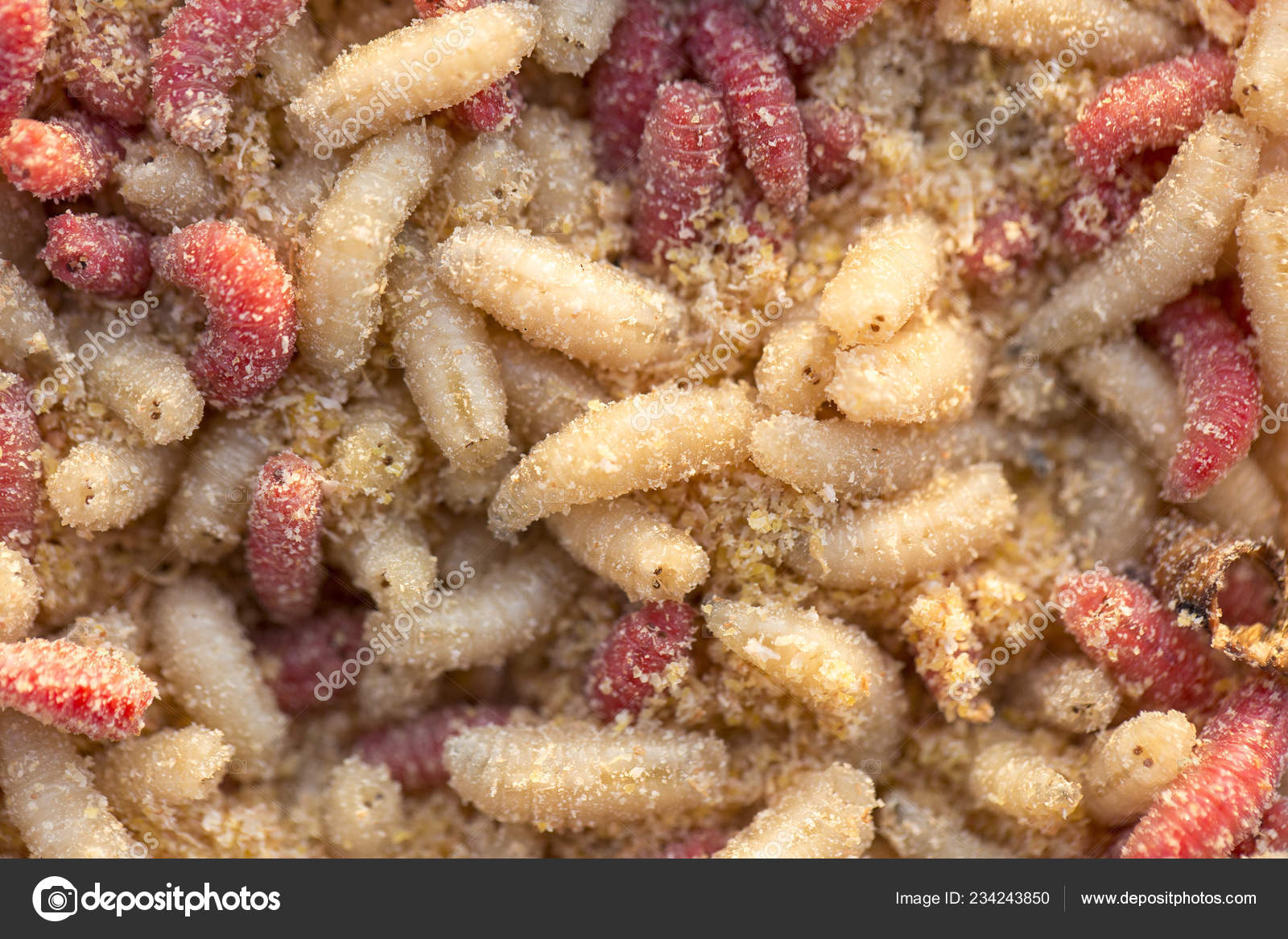 Many Living Larvae Maggots Box Winter Fishing Stock Photo by