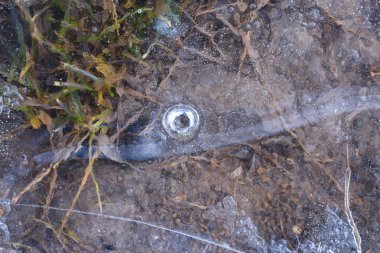 Donmuş gölde buzun altında balık 