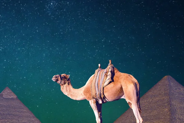 Kameel Buurt Van Piramides Egypte Woestijn Nachts — Stockfoto