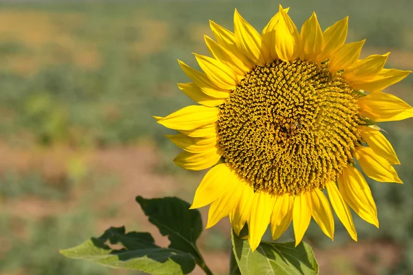 Beautiful Yellow Sunflower Summer — Stock Photo, Image