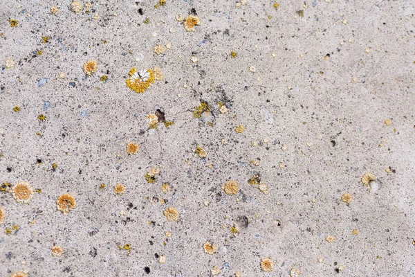 地衣類とモス 産業材料自然セメント テキスト用のパノラマ スペースで覆われて石綿スレート テクスチャ コンクリート — ストック写真