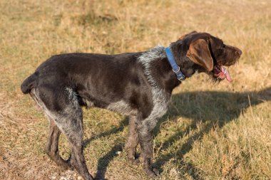 Alman avcı köpeği Drathaar, Sonbaharın arka planında bir köpeğin yakın plan portresi.