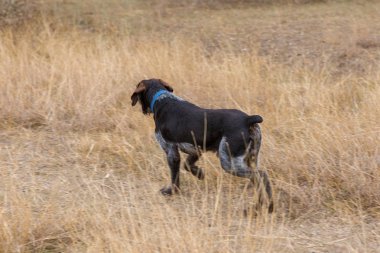 Alman avcı köpeği Drathaar, Sonbaharın arka planında bir köpeğin yakın plan portresi.