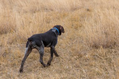 Alman avcı köpeği Drathaar, Sonbaharın arka planında bir köpeğin yakın plan portresi.