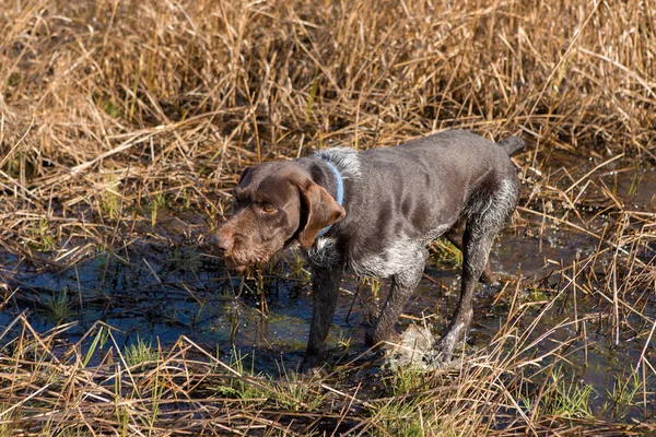 Alman Avcı Köpeği Drathaar Sonbaharın Arka Planında Bir Köpeğin Yakın — Stok fotoğraf