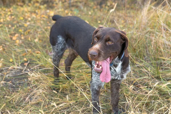 stock image German hunting watchdog drathaar, Close-up portrait of a dog on a background of autumn.