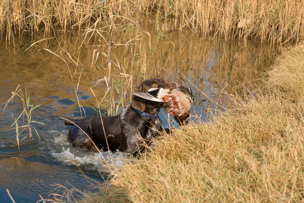 Perro Guardián Alemán Drathaar Retrato Cerca Perro Sobre Fondo Otoño —  Fotos de Stock