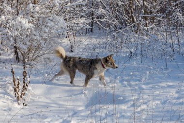 Kışın, güzel bir güneşli kış gününde a evde beslenen hayvan portresi karda köpekler play