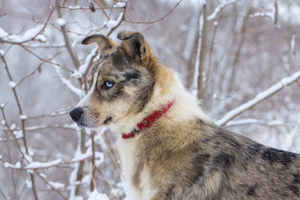 Σκύλοι Παίζω Στο Χιόνι Χειμώνα Όμορφο Πορτρέτο Ενός Κατοικίδιου Ζώου — Φωτογραφία Αρχείου
