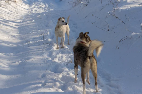 Psi Hrají Sněhu Zimě Krásný Portrét Pet Slunný Zimní Den — Stock fotografie