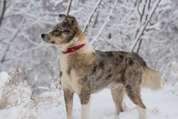 狗在冬天在雪中玩耍 在阳光明媚的冬日里 它美丽地描绘了一只宠物 — 图库照片