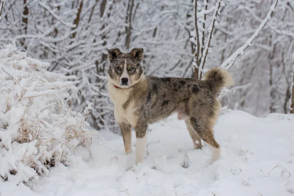 Cães Brincam Neve Inverno Belo Retrato Animal Estimação Dia Ensolarado — Fotografia de Stock