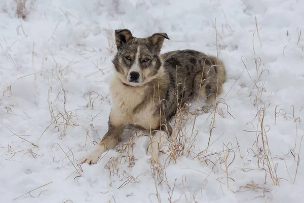 Perros Juegan Nieve Invierno Hermoso Retrato Una Mascota Día Soleado —  Fotos de Stock