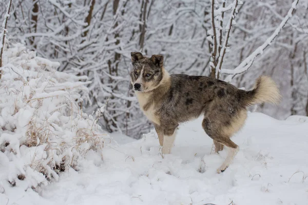 Psi Hrají Sněhu Zimě Krásný Portrét Pet Slunný Zimní Den — Stock fotografie