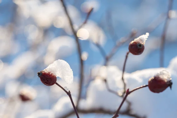 Χριστουγεννιάτικο Κλαδί Δέντρου Χιόνι Χειμώνας Παραμύθι Άγριο Τριαντάφυλλο Στο Χιόνι — Φωτογραφία Αρχείου