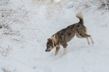 Kışın, güzel bir güneşli kış gününde a evde beslenen hayvan portresi karda köpekler play