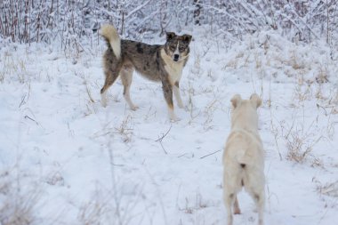 Kışın, güzel bir güneşli kış gününde a evde beslenen hayvan portresi karda köpekler play