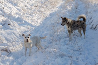 Kışın, güzel bir güneşli kış gününde a evde beslenen hayvan portresi karda köpekler play