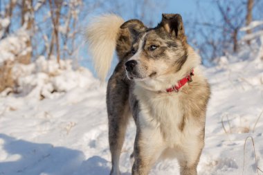 Kışın, güzel bir güneşli kış gününde a evde beslenen hayvan portresi karda köpekler play
