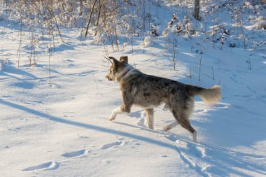 Kışın, güzel bir güneşli kış gününde a evde beslenen hayvan portresi karda köpekler play