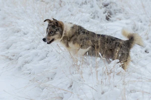 Psi Hrají Sněhu Zimě Krásný Portrét Pet Slunný Zimní Den — Stock fotografie