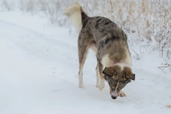 Hundar Spela Snön Vintern Vackra Porträtt Sällskapsdjur Solig Vinterdag — Stockfoto