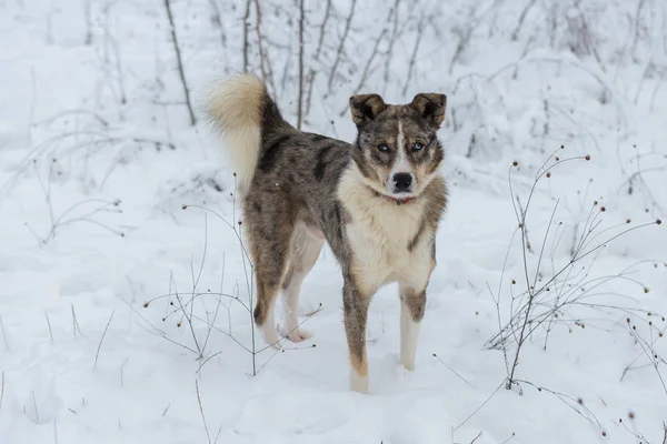 Dogs Play Snow Winter Beautiful Portrait Pet Sunny Winter Day — Stock Photo, Image