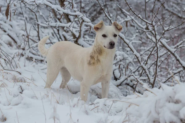 Cães Brincam Neve Inverno Belo Retrato Animal Estimação Dia Ensolarado — Fotografia de Stock