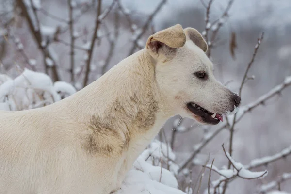 Kutyák Játszani Hóban Télen Szép Portré Egy Kisállat Egy Napsütéses — Stock Fotó