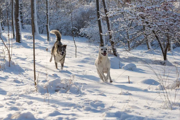 Dogs play in the snow in winter, Beautiful portrait of a pet on a sunny winter day